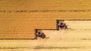 Hububat Piyasasında Son Durum: Buğdayda Düşüş, Arpada Yükseliş Devam Ediyor