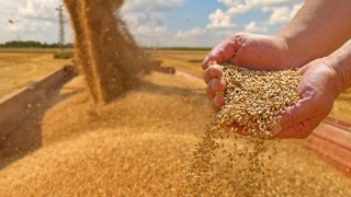 İran’da Buğday Alımları 3.8 Milyon Tonu Aştı