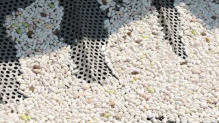 Konya'da Kuru Fasulye Fiyatları %20 Geriledi!