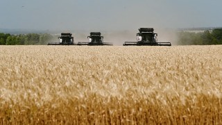 Rus Buğday Fiyatları Geriledi: Küresel Piyasa Dalgalanıyor
