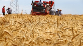 Rus Buğdayı Batı Afrika Yolunda: İhracatta Yüzde 38’lik Artış