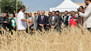 Şanlıurfa'da "Slow Wheat 2025" ile Buğday Medeniyeti Yeniden Keşfediliyor