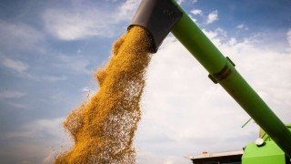 Soya Fasulyesi Fiyatı Yükseliyor