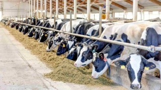 Süt Üreticisine Büyük Şok: Ödemeler Yapılmıyor!