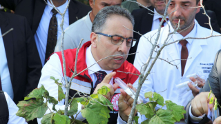 Tarım Bakan Yardımcısı Gümen Samsun'da: "Kahverengi Kokarca ile Mücadele Önceliğimiz"
