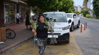 Antalya Büyükşehir'den Çiftçilere Zeytin Fidanı Desteği Sürüyor!