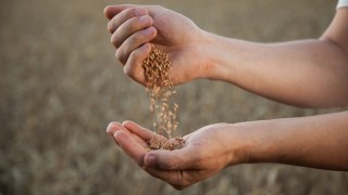 Buğday Fiyatları Nereye Gidiyor? Rusya'dan Gelen Haberler Dengeleri Değiştirdi!