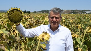 CHP'li Ayhan Barut'tan Ayçiçeği İthalatı Kararına Sert Tepki: "Rant Peşinde Koşuyorlar!"