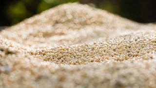 Çin'in Haziran Ayı Soya Fasulyesi İthalatı Rekor Kırdı