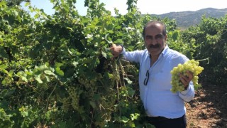 Ege'den Superior Seedless Üzüm İhracatı Başladı: Hedef 10 Milyon Doları Aşmak