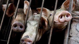 Vietnam’da Afrika Domuz Vebası Yayılıyor, Gıda Tedarikinde Kesintiler Endişesi