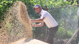 Antalya'da %100 Buğday Tohumu Hibe Desteği Hasada Dönüştü