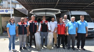 Aydın'da 10 Su Kaynağına 753 Bin Yavru Sazan Bırakıldı