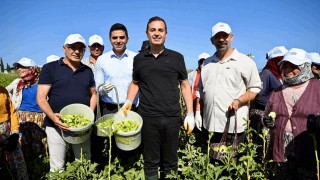 Balıkesir Büyükşehirden Çiftçilere Bamya Desteği