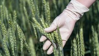 Bilim İnsanları Fusarium Başak Yanıklığına Karşı Güvenli Yöntem Geliştirdi