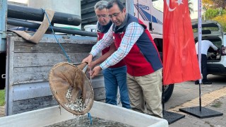 Çanakkale İç Sularına Son 5 Yılda 7 Milyon Sazan Bırakıldı