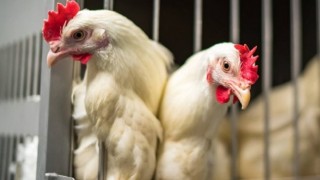Çin, Arjantin Kanatlı Ürünleri İthalatında Gümrük Deklarasyonlarını Durdurdu