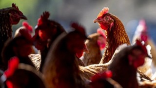 Çin'den Arjantin Kümes Hayvanı İthalatına 5 Ay Sonra Yeni Yasak