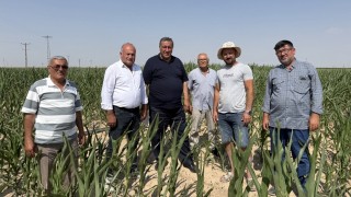 Gürer: Yanlış Mısır İthalatı Üreticinin Belini Büküyor