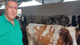 Hayvancılıkta Yem Fiyatları ve İthalat Politikaları Üreticiyi Zorluyor