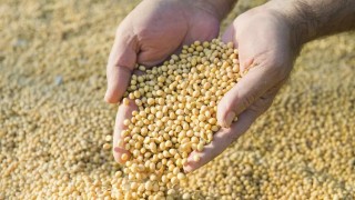 İkinci Ürün Soya Üretimi Destek Kapsamına Alındı