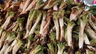 Kenger Sakızı Altınla Yarışıyor: Kilosu 10 Bin TL'yi Buluyor