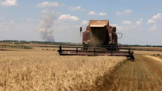 Mısır, Fransa’dan 200 Bin Ton Buğday Alımı İçin Anlaştı