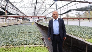 Ordu'dan Çiftçilere 200 Bin Kışlık Fide Desteği