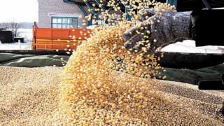 Rusya ve Çin, ABD'nin soya fasulyesi ticaretini %51 oranında düşürdü