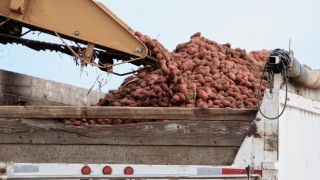 Rusya’da Patates Üretimi 2025’te 8 Milyon Tonu Bulabilir