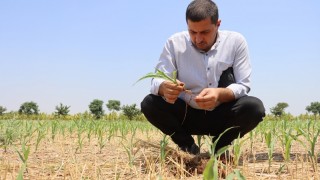 Şanlıurfa’da Anıza Mısır Ekimi Projesiyle Toprak Korunuyor