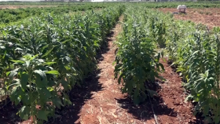 Şanlıurfa'da Unutulmaya Yüz Tutmuş Urfa Susamı Yeniden Canlanıyor