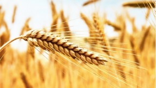 Tahıl Üretiminde Büyük Sıçrama