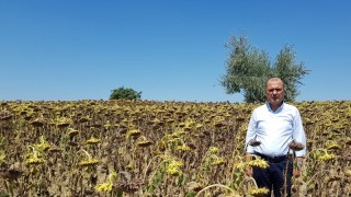 Trakya Çiftçisi Borç Ertelemesi İstiyor: Kuraklık Verimi %70 Düşürdü