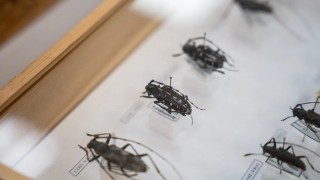 Yapay Zekâ ile Yeni Böcek Türleri Tanımlanacak