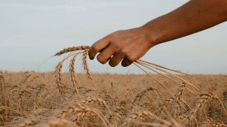 ABD ve Avrupa Piyasalarında Buğday, Mısır ve Soya Fiyatları Düştü