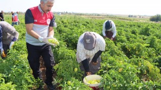 Adıyaman’da Biber Hasadı Başladı