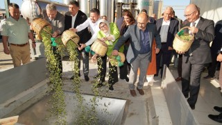 Ayvalık’ta İlk Zeytin Hasadı: Çiftçiler 1 Litreye 30 TL Destek İstiyor