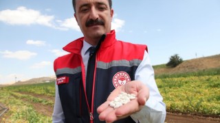 Bitlis Türkiye’de fasulye üretiminde 4’üncü, tohumlukta 1’inci