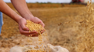 Brezilya’da kuraklık soya ekimini 2-3 hafta geciktirebilir