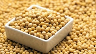 Çin, Yüksek Stoklar Nedeniyle ABD'den Soya İthalatını Durdurabilir