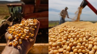 Conab, Brezilya’da 2024/25 soya ve mısır rekolte tahminini yükseltti