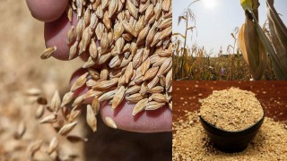 İran SLAL, Mısır, Arpa ve Soya Küspesi Alımı İçin 120 Bin Tonluk Uluslararası İhaleler Açtı
