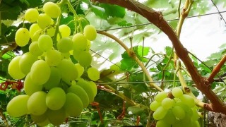 İsrail’de Yeni Xylella fastidiosa Taşıyıcısı M. impictifrons Belirlendi