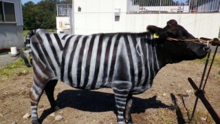 Japon Bilim İnsanları Zebra Desenli İneklerle Ig Nobel Kazandı