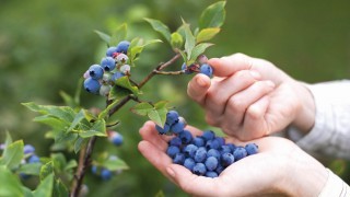 OGM: Türkiye’de 28 bin hektar ormanda 1.923 ton maviyemiş var