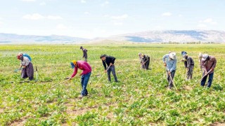 Tarım Ürünleri İthalatı 2025’in İlk Yedi Ayında 6 Milyar Doları Aştı