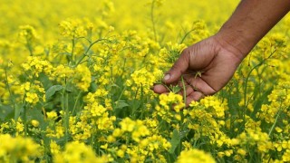 Ukrayna’dan İhracata %10 Vergi: Soya Fasulyesi ve Kanola İçin Yeni Dönem