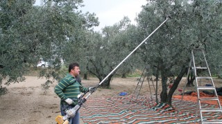 Zeytin Üreticilerine Yüzde 50 Hibe