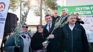 Büyükşehir Belediyesi üreticilere 100 bin zeytin fidanı desteği verecek